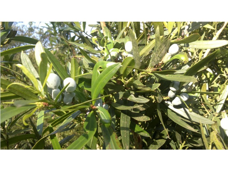 351 Kynoch Road, Ravensbourne QLD 4352