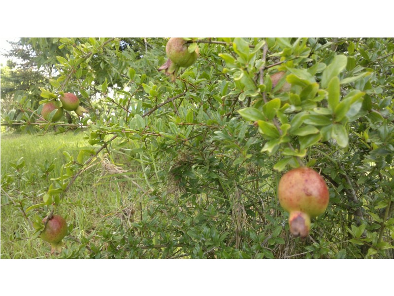 351 Kynoch Road, Ravensbourne QLD 4352