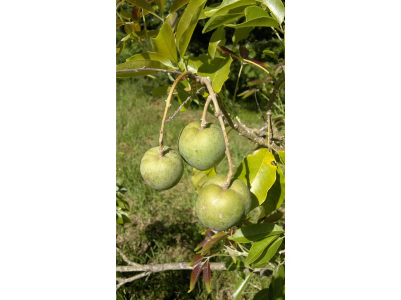 351 Kynoch Road, Ravensbourne QLD 4352