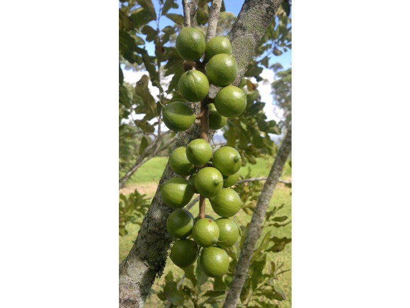 351 Kynoch Road, Ravensbourne QLD 4352