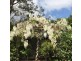25 Huyber Lane, Tamborine Mountain QLD 4272