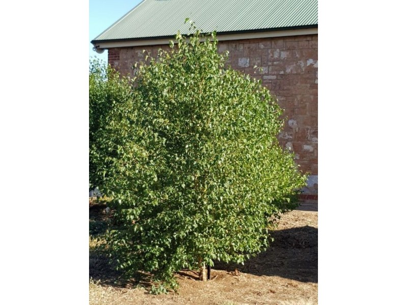 12 Castine Terrace, Riverton SA 5412