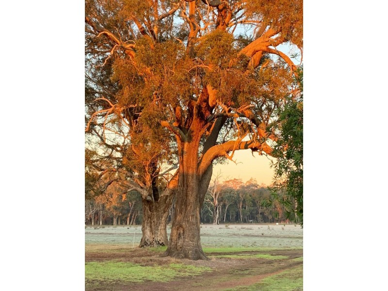 1655 Perup Road, Manjimup WA 6258