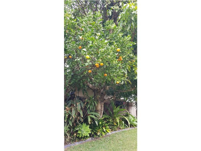 234 West Botany Street, Banksia NSW 2216