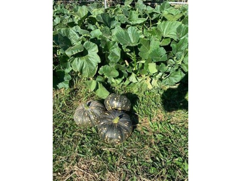 Lot 119 Nucifora Access, Gordonvale QLD 4865