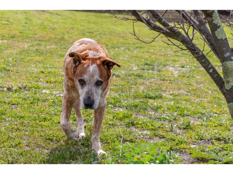 248 Ayrshire Loop, Lower Chittering WA 6084