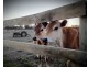Tooradin VIC 3980