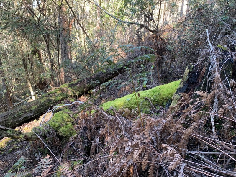 200 Skyfarm Road, Deep Bay TAS 7112