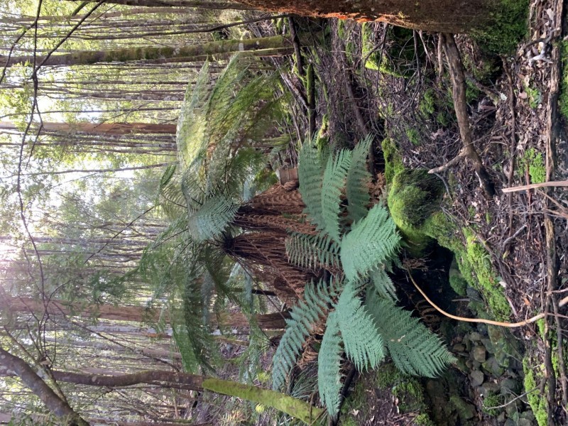200 Skyfarm Road, Deep Bay TAS 7112