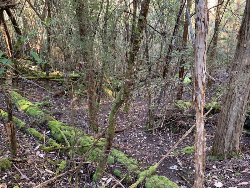 200 Skyfarm Road, Deep Bay TAS 7112