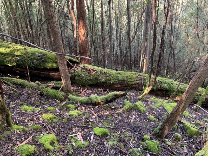 200 Skyfarm Road, Deep Bay TAS 7112