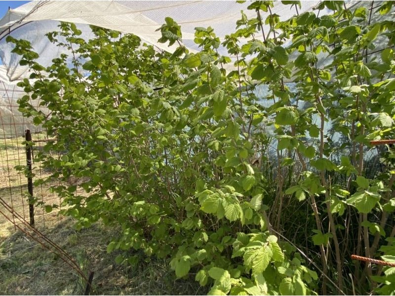 5 Pottery Road, Campbells Creek VIC 3451