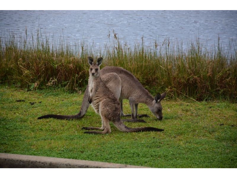 44 Windward Circuit, Tea Gardens NSW 2324