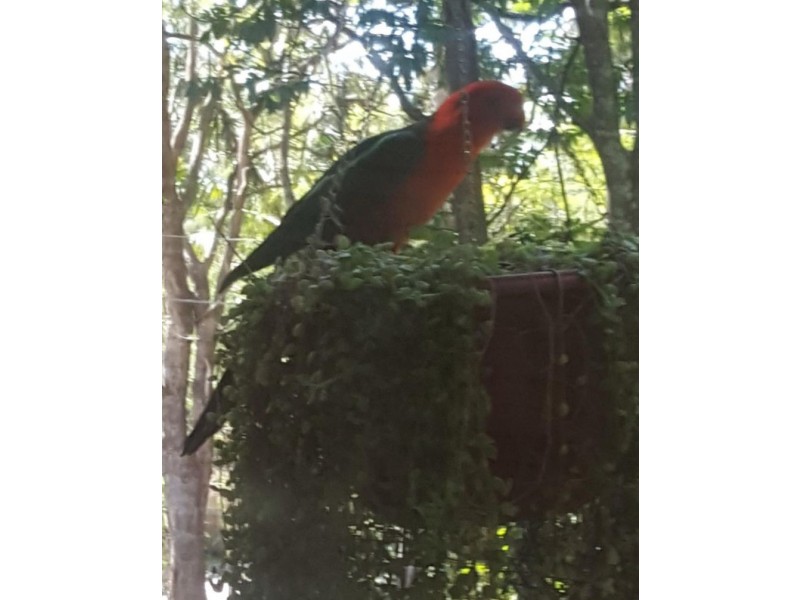 7 Frangipanni Street, Bellbird Park QLD 4300