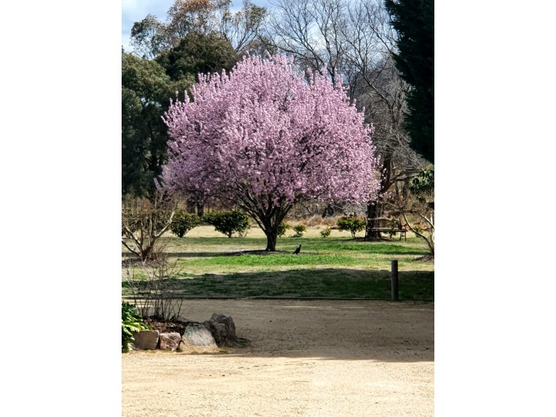 10 Nicol Street, Stanthorpe QLD 4380