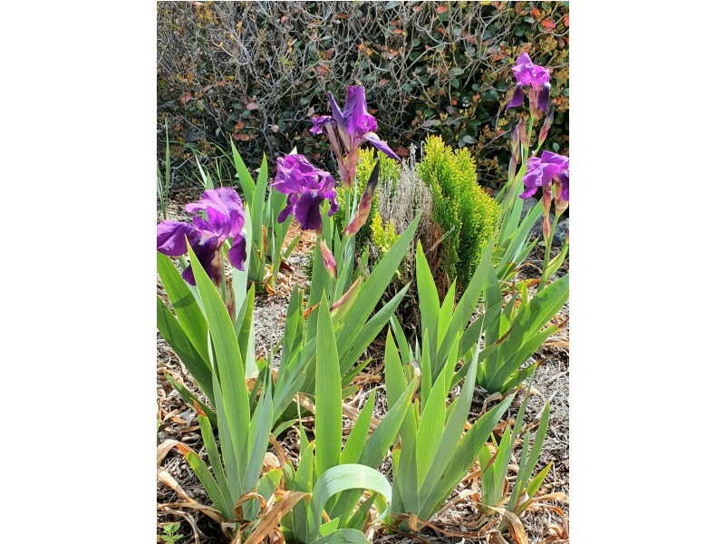 10 Nicol Street, Stanthorpe QLD 4380