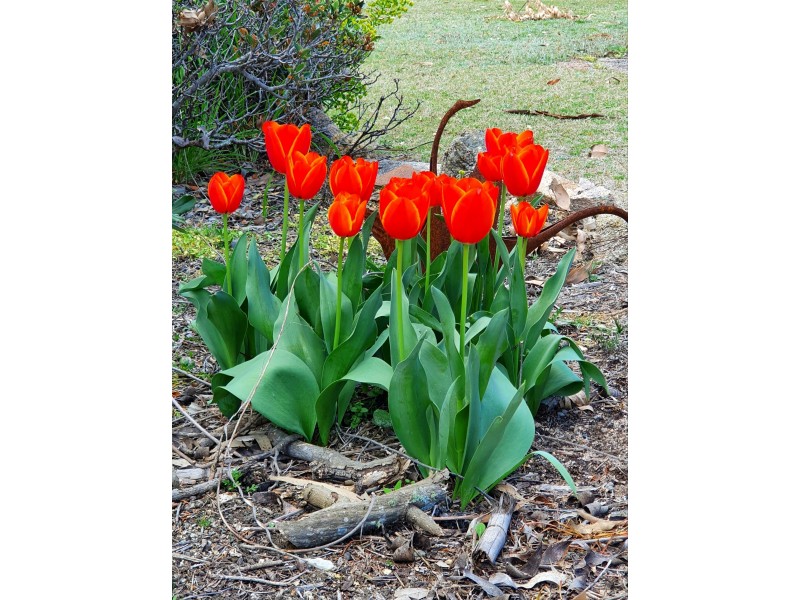 10 Nicol Street, Stanthorpe QLD 4380