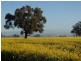 275 Midland Deviation, Cosgrove South VIC 3631