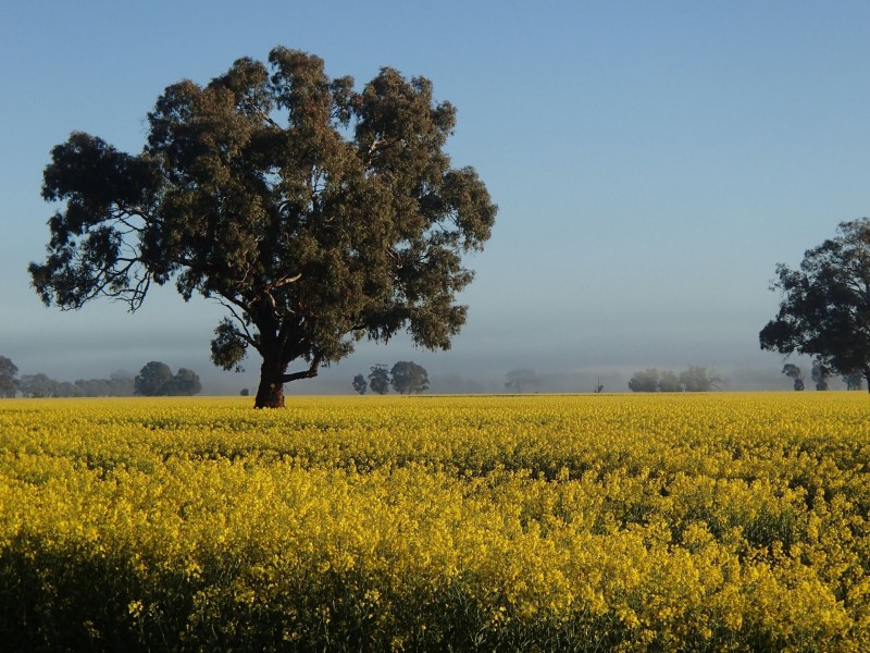 275 Midland Deviation, Cosgrove South VIC 3631