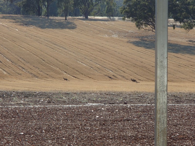 275 Midland Deviation, Cosgrove South VIC 3631