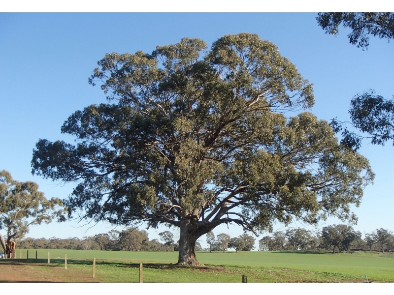 275 Midland Deviation, Cosgrove South VIC 3631