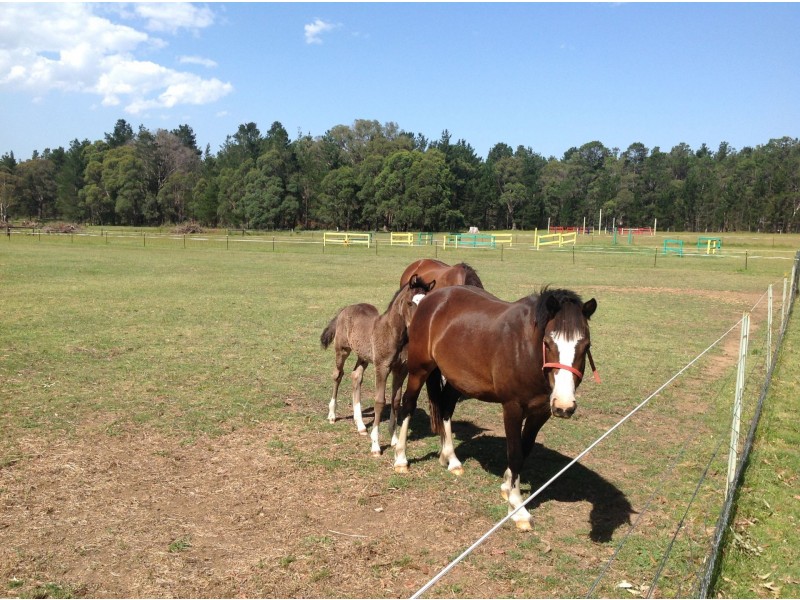 Scribblegum Quarry Road, Bundanoon NSW 2578