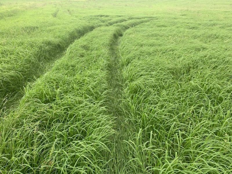 627 Munbilla Road, Munbilla QLD 4309