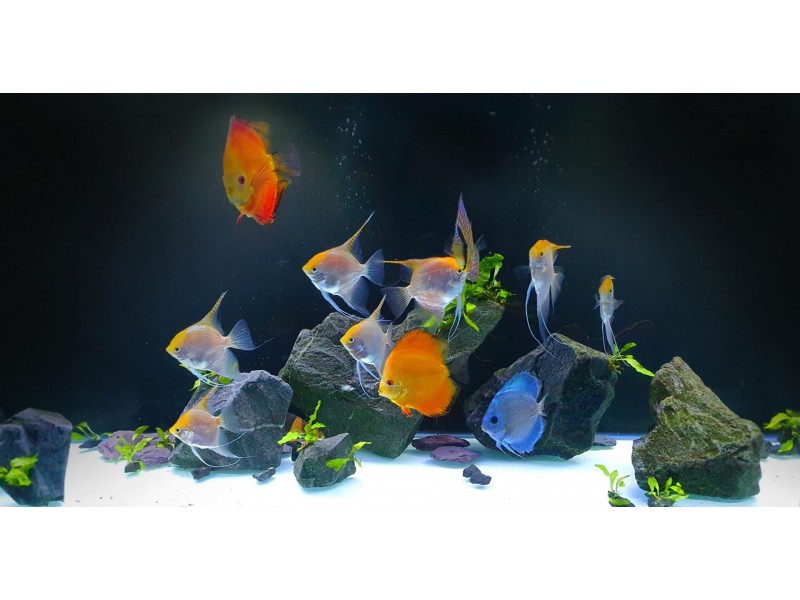 13 Holbourne Street, Bushland Beach QLD 4818