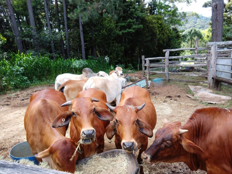 111 Greenwood Rd, Ravenshoe QLD 4888