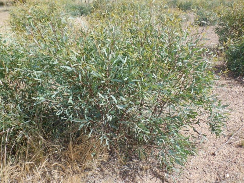 314 Lampard road, Toolleen VIC 3551