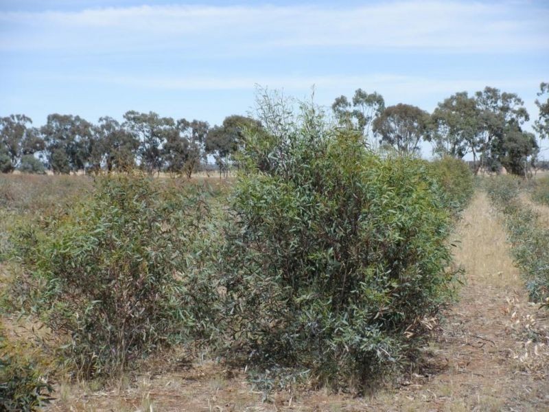 314 Lampard road, Toolleen VIC 3551