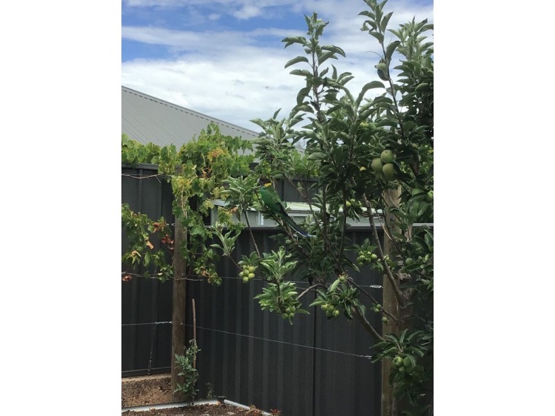 8a Calvert Loop, Hilbert WA 6112