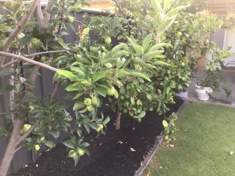 8a Calvert Loop, Hilbert WA 6112