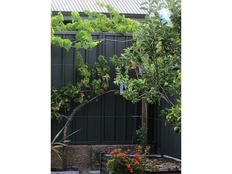 8a Calvert Loop, Hilbert WA 6112