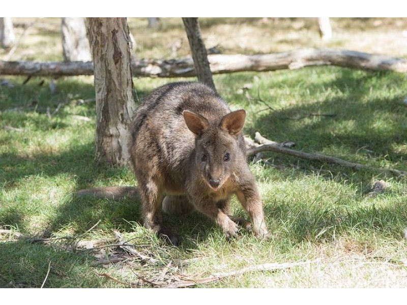 129 Burton Road, Tinaroo QLD 4872