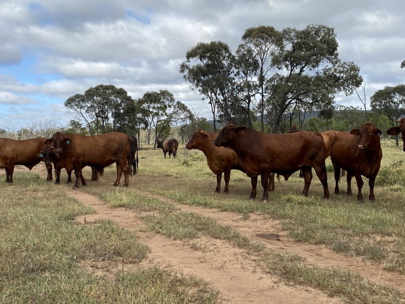 12920 Peak Downs Highway, Coppabella QLD 4741