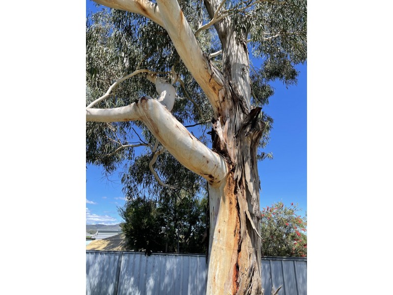 23 Molesworth Street, Tenterfield NSW 2372