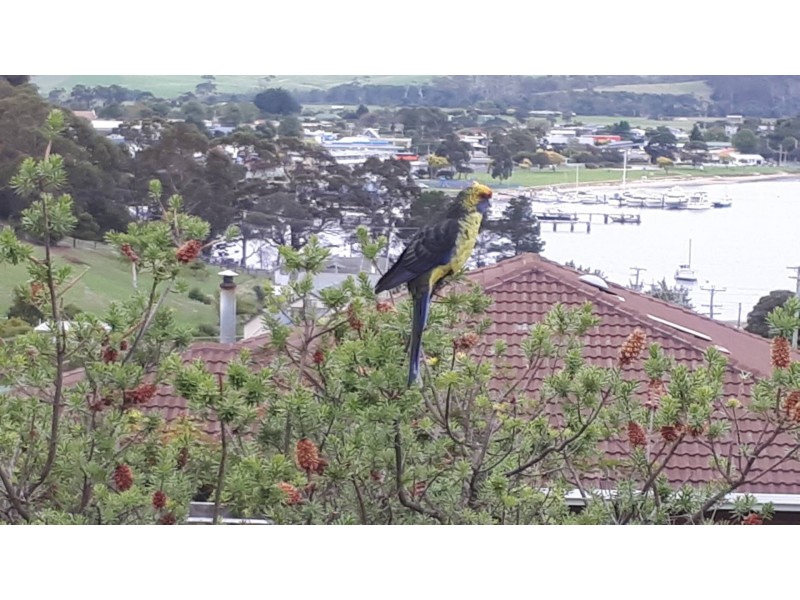 3 Telemon Street, St Helens TAS 7216