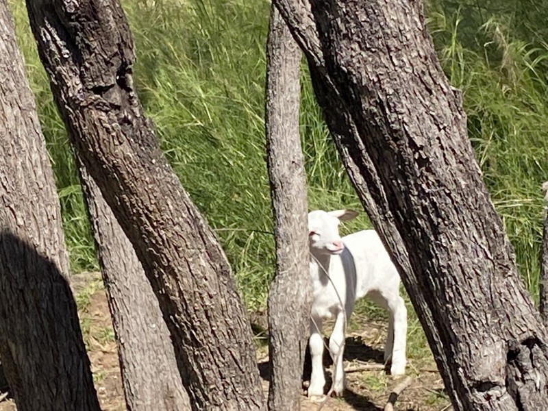 43 Gragin Road, Warialda NSW 2402