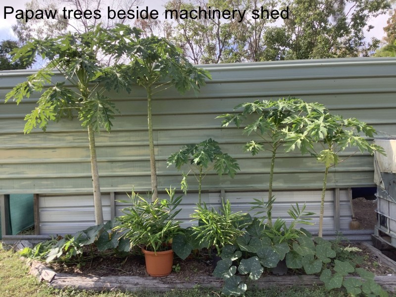 118 Stronachs Road, Horse Camp QLD 4671