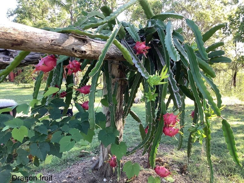 118 Stronachs Road, Horse Camp QLD 4671