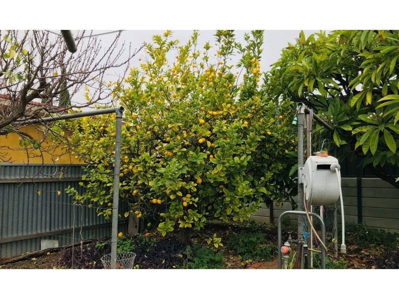 5 Munro Avenue, Sefton Park SA 5083