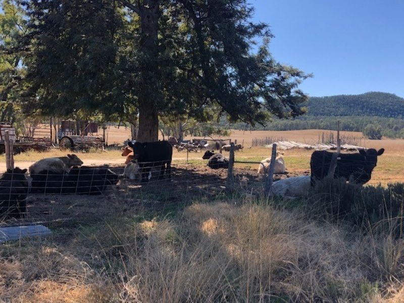 RMB 1613 Apple tree Flat Road, Atholwood NSW 2361