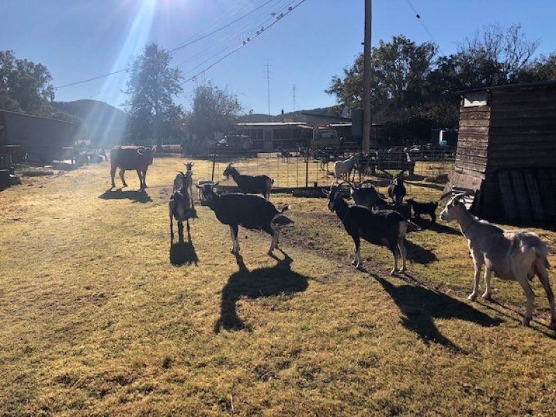 RMB 1613 Apple tree Flat Road, Atholwood NSW 2361