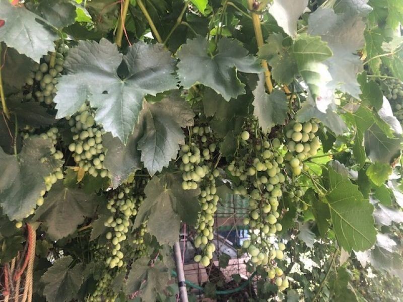 RMB 1613 Apple tree Flat Road, Atholwood NSW 2361