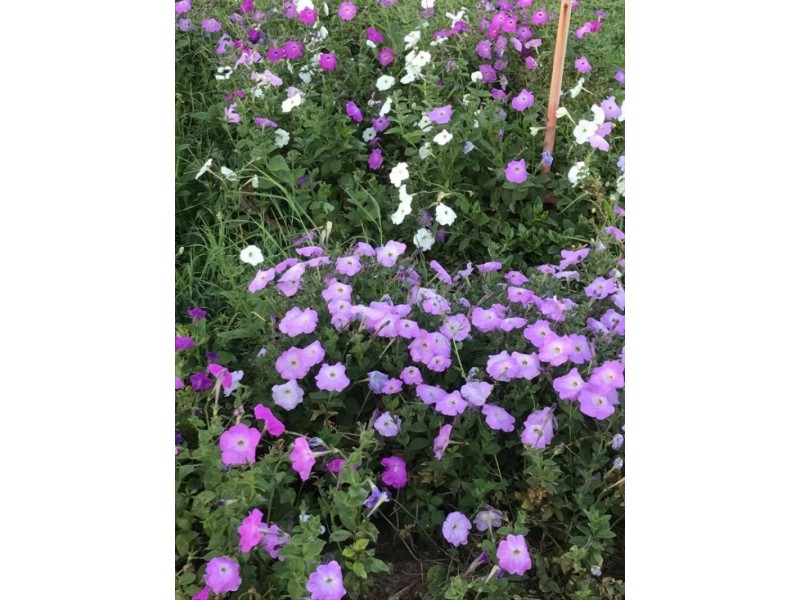 204 Castlereagh Hwy, Mendooran NSW 2842