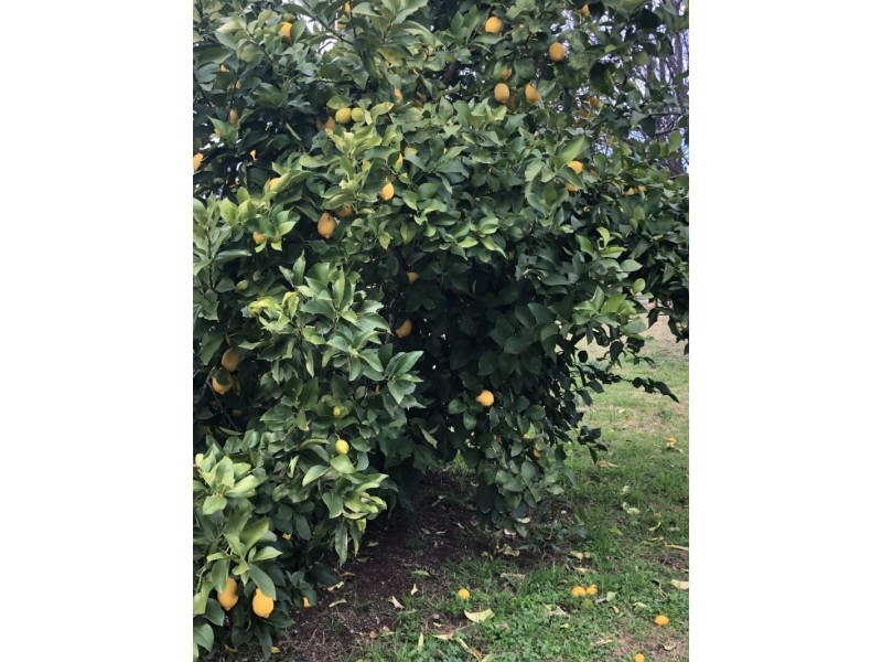 204 Castlereagh Hwy, Mendooran NSW 2842