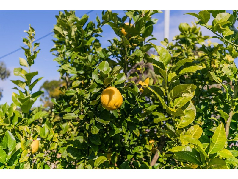 50 Eddystone Ave, Craigie WA 6025