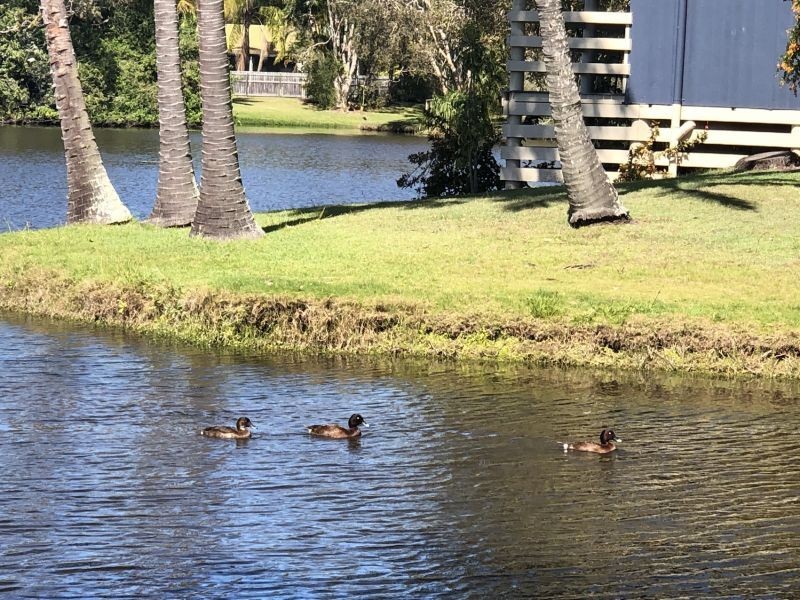 9/1 Shell Street, Urangan QLD 4655