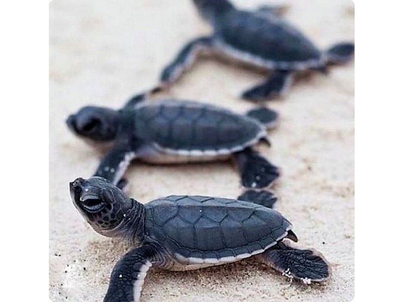 30 Zunker St, Burnett Heads QLD 4670